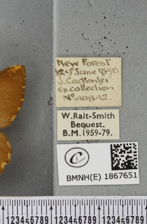 Angerona prunaria ab. smartaria Williams, 1947 - BMNHE_1867651_label_439907