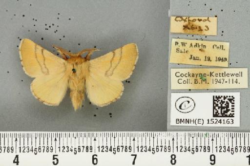 Malacosoma neustria (Linnaeus, 1758) - BMNHE_1524163_190434