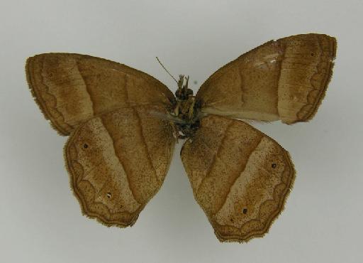 Euptychia straminea Butler, 1867 - BMNH(E)_ 1204760_Yphthimoides_(Euptychia)_straminea_Butler_T_male_ (3)