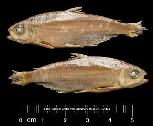 Tetragonopterus caudomaculatus Günther, 1864 - BMNH 1852.9.13.74, HOLOTYPE, Tetragonopterus caudomaculatus