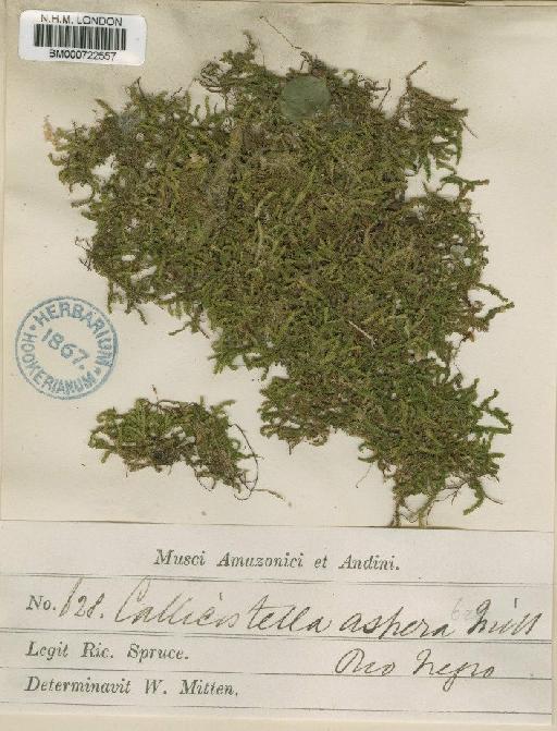 Callicostella aspera (Mitt.) A.Jaeger - BM000722557