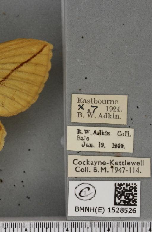 Euthrix potatoria ab. berolinensis Heyne, 1899 - BMNHE_1528526_label_197047