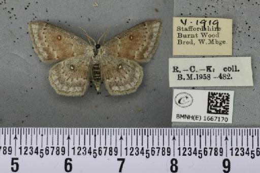 Cyclophora albipunctata (Hufnagel, 1767) - BMNHE_1667170_274210