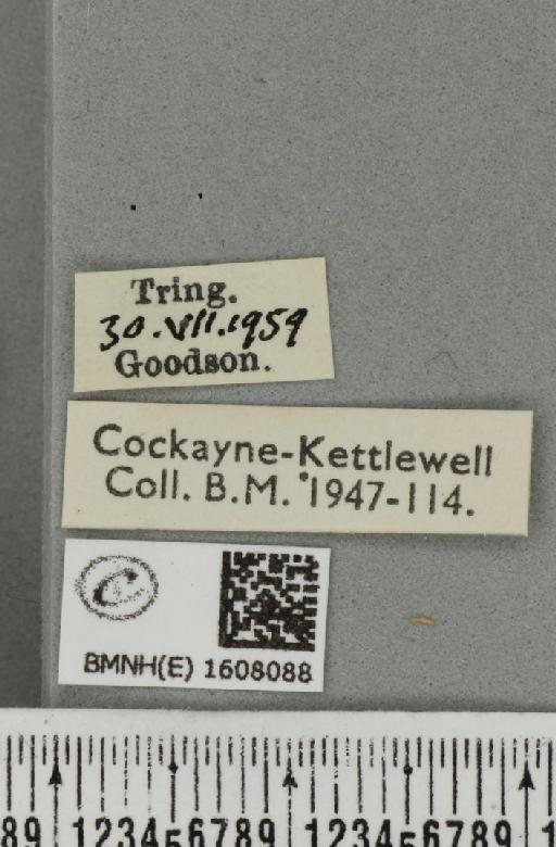 Xanthorhoe spadicearia ab. planicolor Lempke, 1950 - BMNHE_1608088_label_322763