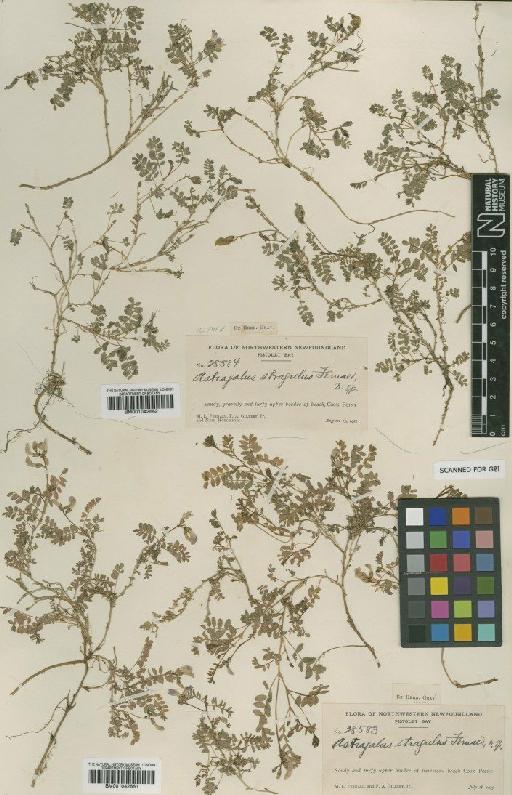 Astragalus bodinii E.Sheld. - BM001042661