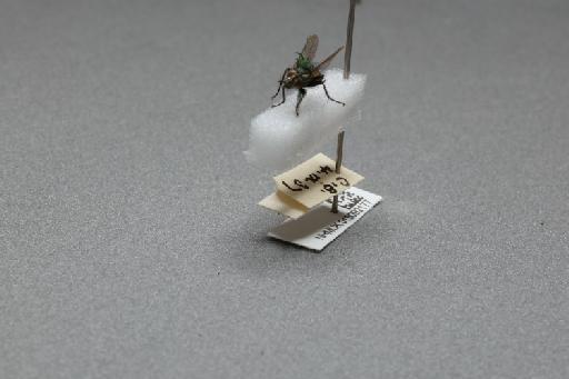 Sarcophaga (Myorhina) nigriventris Meigen, 1826 - 015092177_additional_3