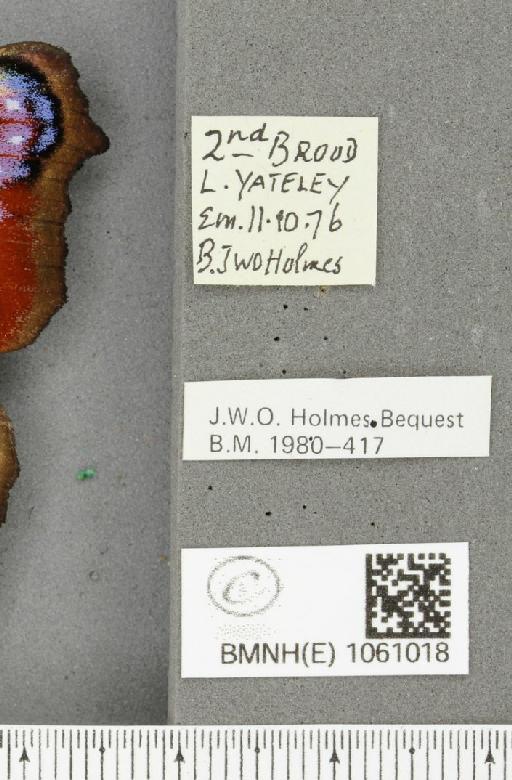 Aglais io (Linnaeus, 1758) - BMNHE_1061018_label_21511