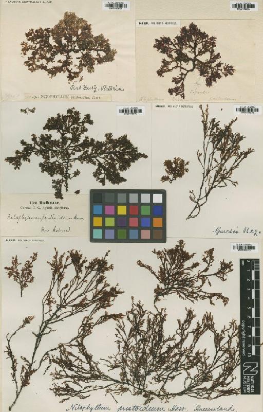 Nitospinosa pristoidea (Harv.) Womersley - BM001082108