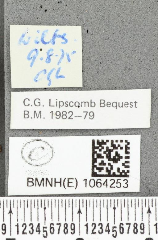 Coenonympha pamphilus ab. bipupillata Cosmovici, 1892 - BMNHE_1064253_label_25456