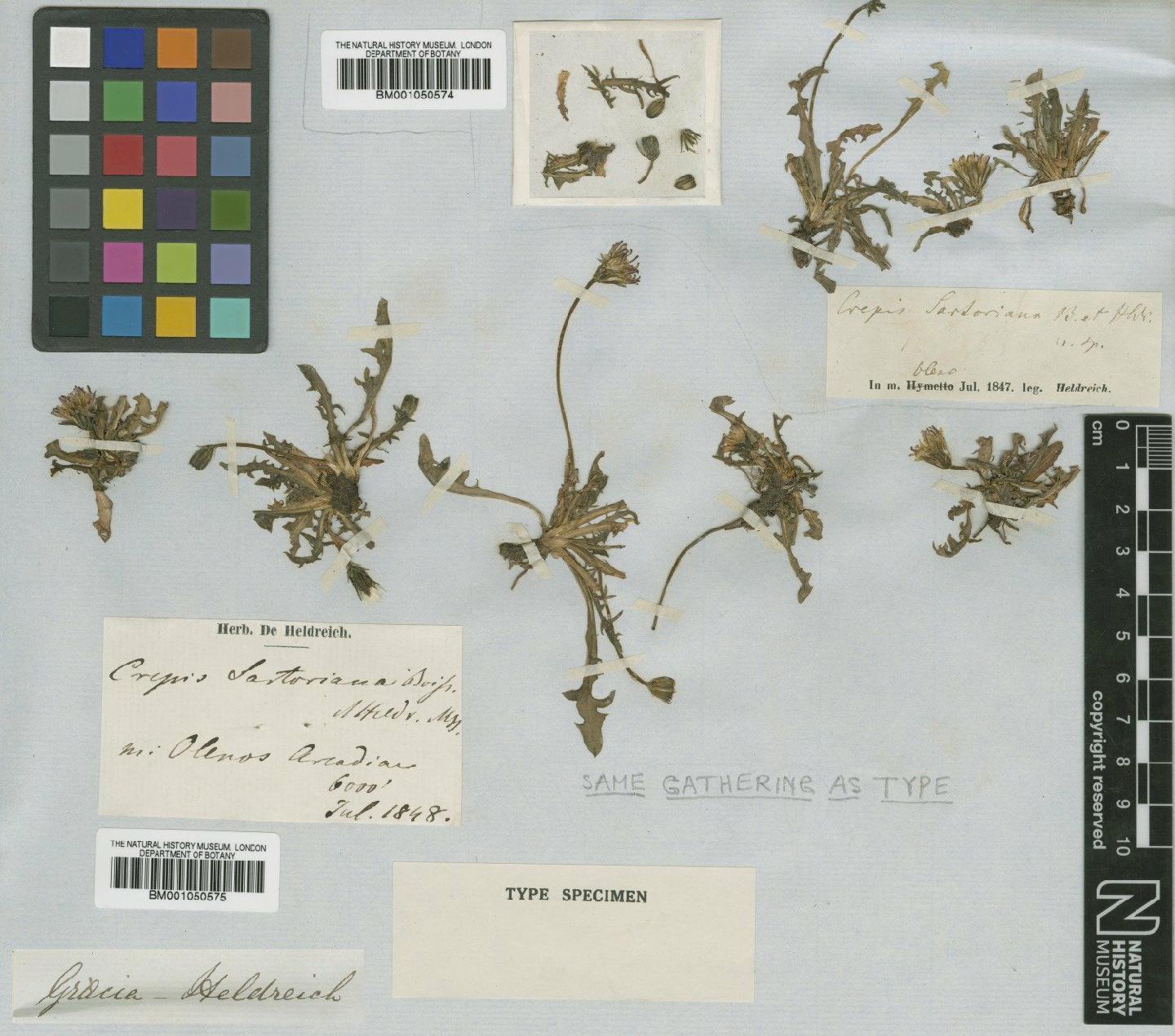 To NHMUK collection (Crepis aurea subsp. glabrescens (Caruel) Arcang.; Type; NHMUK:ecatalogue:2395837)