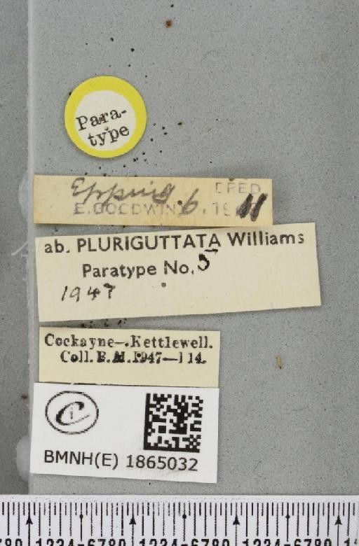 Angerona prunaria ab. striolata Klemensiewicz, 1913 - BMNHE_1865032_label_430698