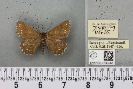 Chiasmia clathrata clathrata ab. alboguttata Fettig, 1889 - BMNHE_1843665_424076