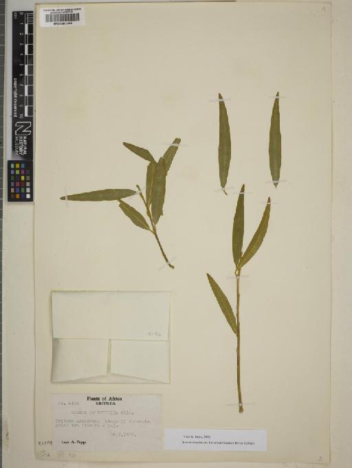 Boscia salicifolia Oliv. - BM000802486