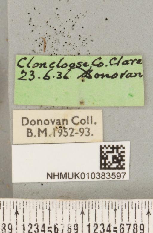 Parasemia plantaginis plantaginis (Linnaeus, 1758) - NHMUK_010383597_label_510834