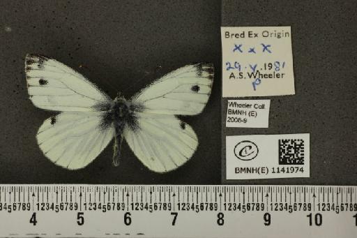 Pieris napi napi (Linnaeus, 1758) - BMNHE_1141974_92794