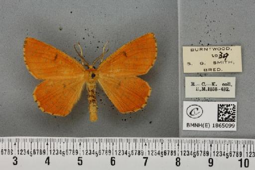 Angerona prunaria ab. griseoguttata Williams, 1947 - BMNHE_1865099_430648