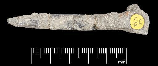 Passaloteuthis milleri (Phillips, 1867) - PI CC 1137 - belemnite