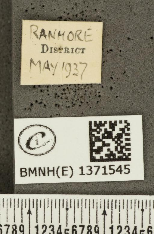 Aricia agestis (Denis & Schiffermüller, 1775) - BMNHE_1371545_label_177461