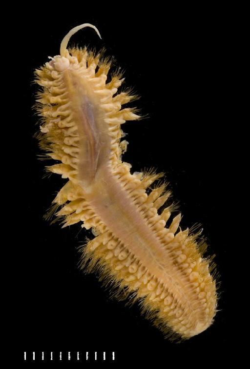 Eunoa opalina McIntosh, 1885 - Polychaete type specimen 1885.12.1.53 dorsal 2