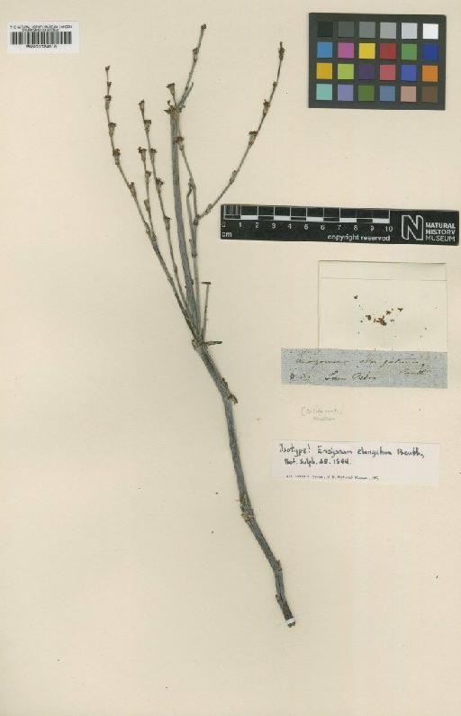 Eriogonum elongatum Benth. - BM001024510