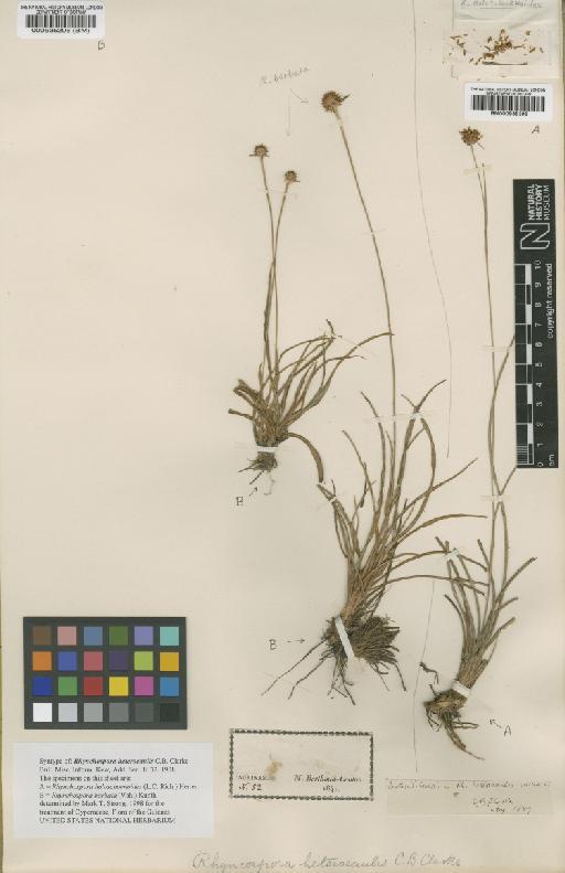 Rhynchospora holoschoenoides (Rich.) Herter - BM000535208