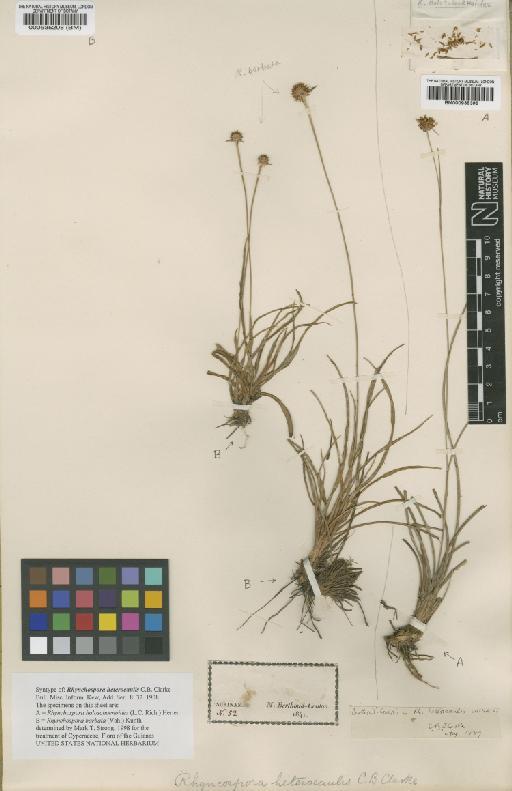 Rhychospora holoschoenoides (Rich.) Herter - BM000535208