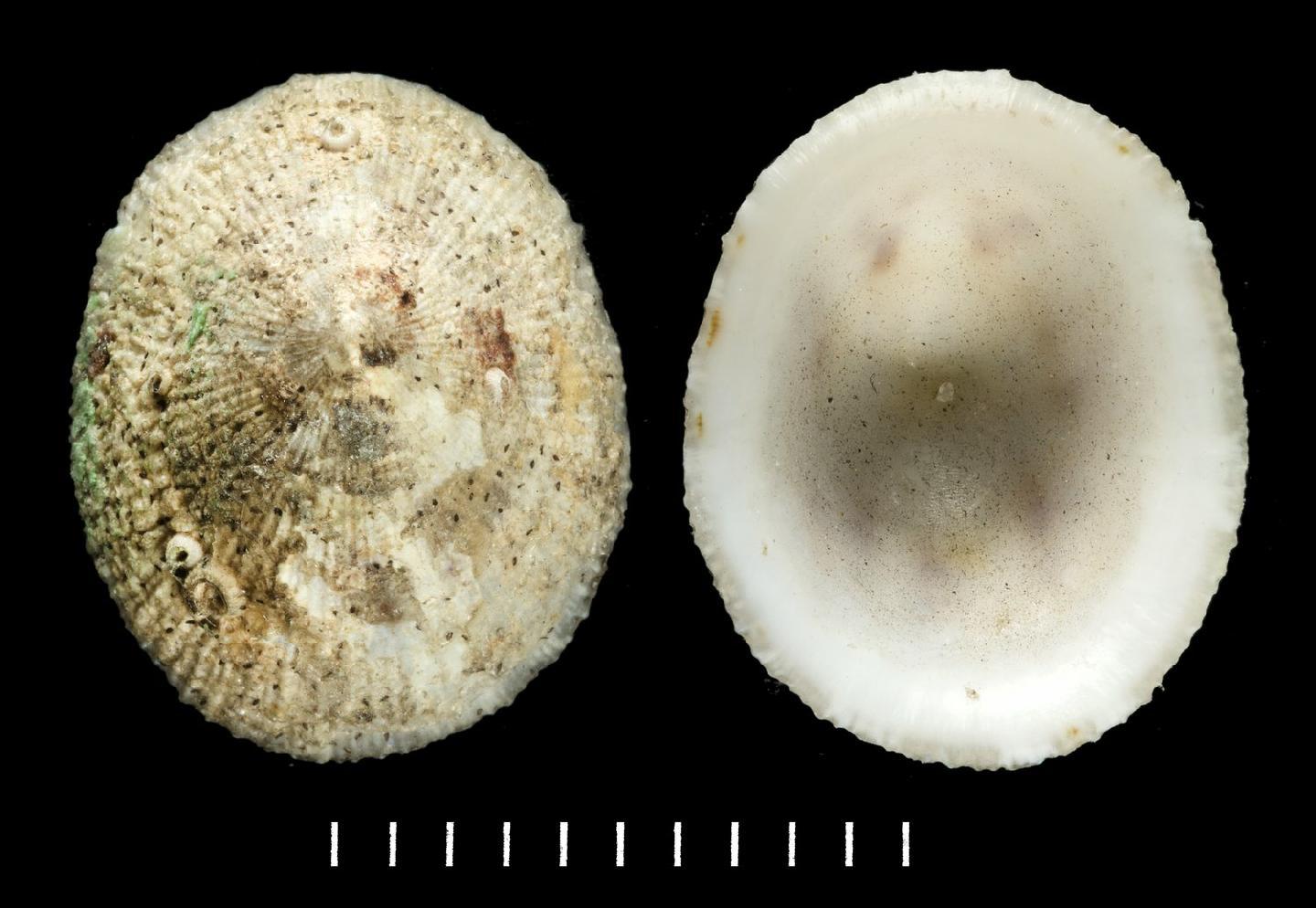 To NHMUK collection (Patella calamus Crosse & Fischer, 1864; SYNTYPES; NHMUK:ecatalogue:7825952)