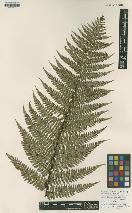 Dryopteris khullarii Fraser-Jenk. - BM001066071