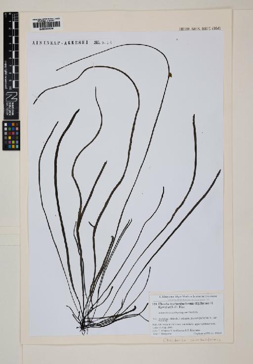 Chordaria chordaeformis (Kjellm.) H.Kawai & H.S.Kim - 000904216