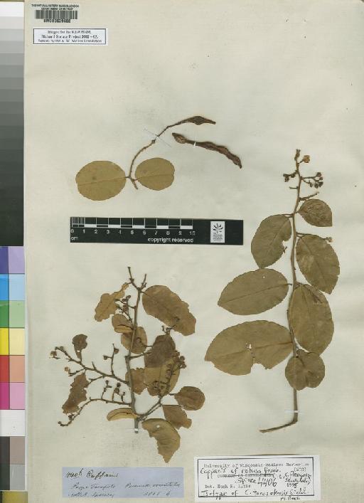 Capparis flexuosa (L.) L. - Spruce - BM000629668