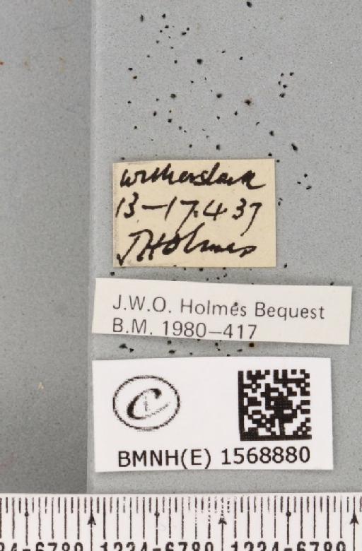 Alsophila aescularia (Denis & Schiffermüller, 1775) - BMNHE_1568880_label_278513