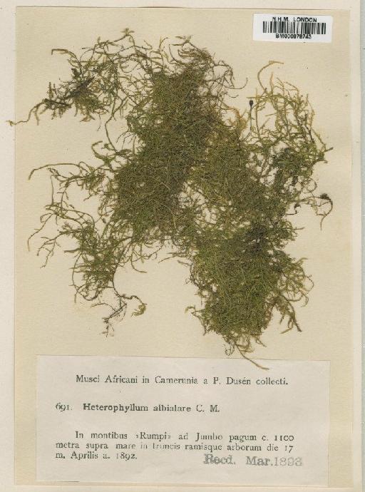 Acanthocladium trichocoleoides (Müll.Hal.) Broth. - BM000878743