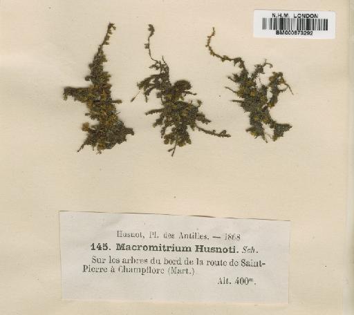 Groutiella husnotii (Besch.) H.A.Crum & Steere - BM000873292