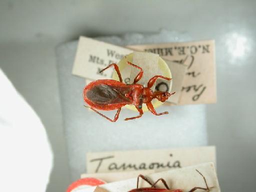 Preange rubidus Miller, N.C.E. - Hemiptera: Preange Rubidus Pt