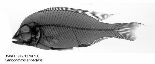 Haplochromis annectens Regan, 1922 - BMNH 1972.12.18.10, Haplochromis annectens, Radiograph