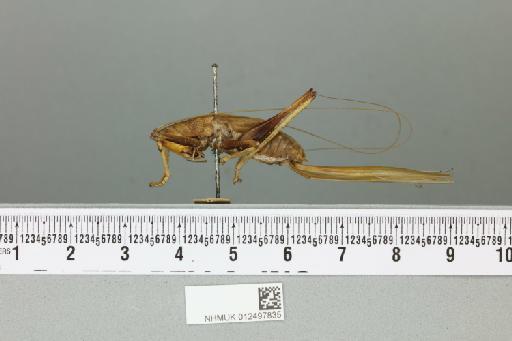 Eumacroxiphus megapterus (Brongniart, 1897) - 012497835_reverse