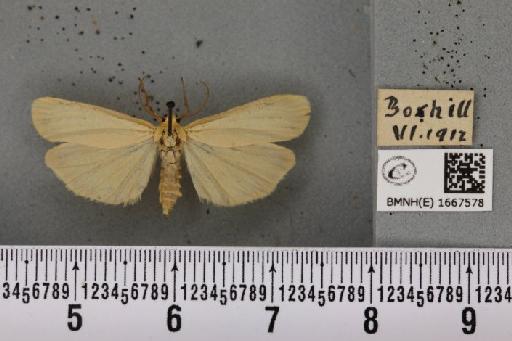 Eilema depressa (Esper, 1787) - BMNHE_1667578_286281