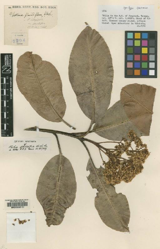 Photinia integrifolia Lindl. - BM000602131