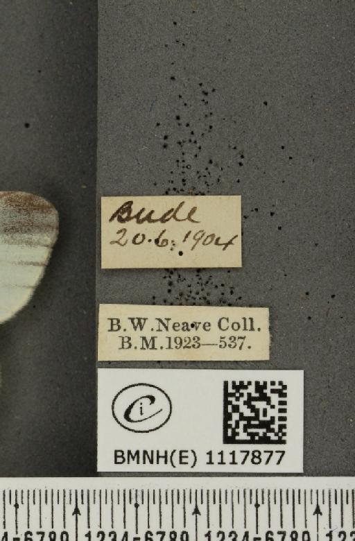 Leptidea sinapis sinapis Linnaeus, 1758 - BMNHE_1117877_label_73050