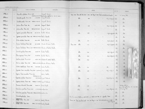 Cypraea candida Pease, 1865 - Zoology Accessions Register: Mollusca: 1962 - 1969: page 106