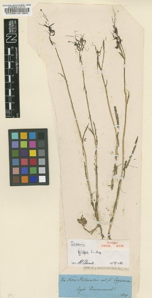Caladenia filifera Lindl. - BM000095125