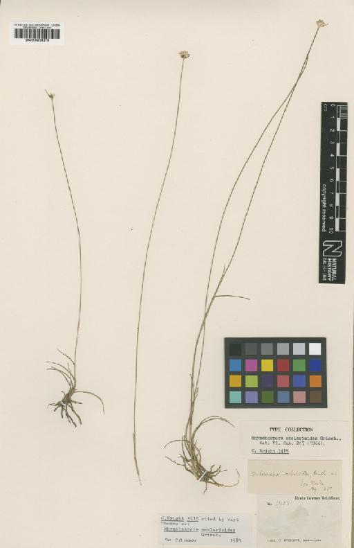 Dichromena seslerioides (Griseb.) Benth. & C.B.Clarke - BM000938378