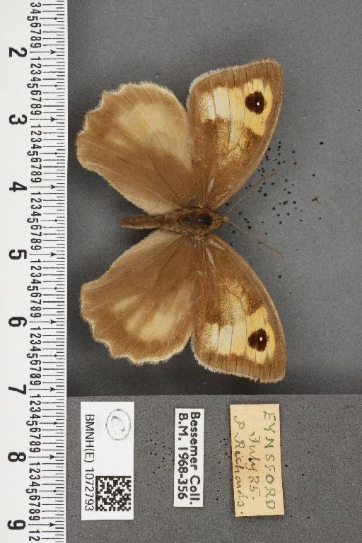 Maniola jurtina insularis ab. semi-intermedia Lempke, 1935 - BMNHE_1072793_39177