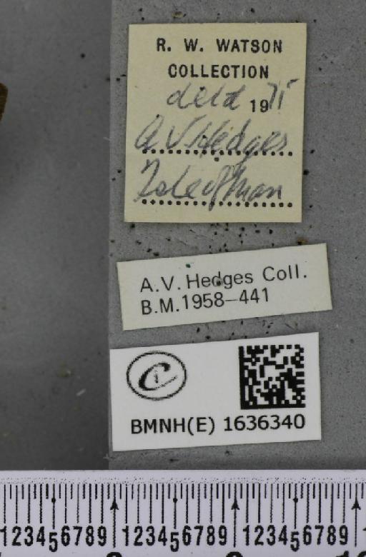 Macroglossum stellatarum (Linnaeus, 1758) - BMNHE_1636340_label_206056