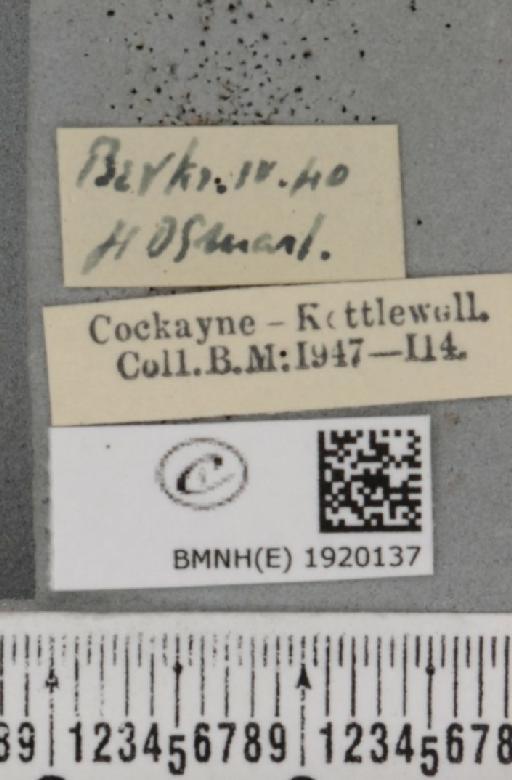 Ematurga atomaria (Linnaeus, 1758) - BMNHE_1920137_label_485913