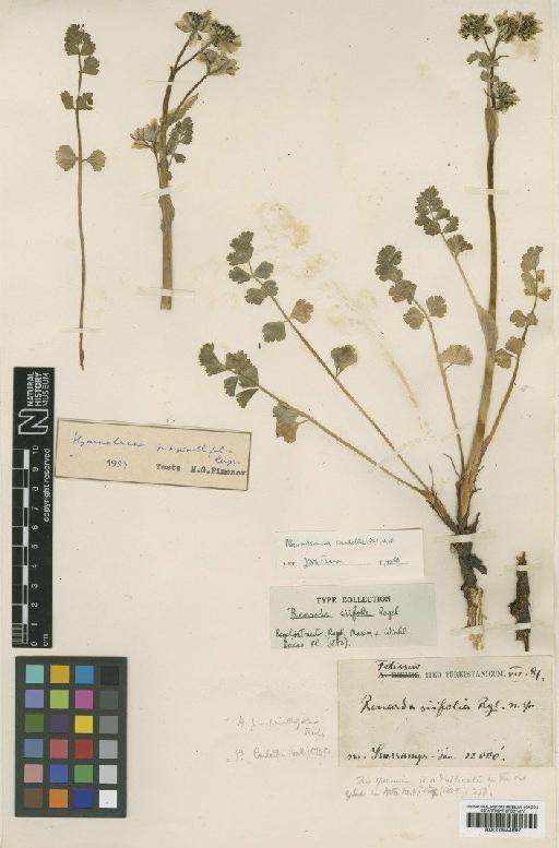 Pleurospermum candollii C.B.Clarke - BM000944697