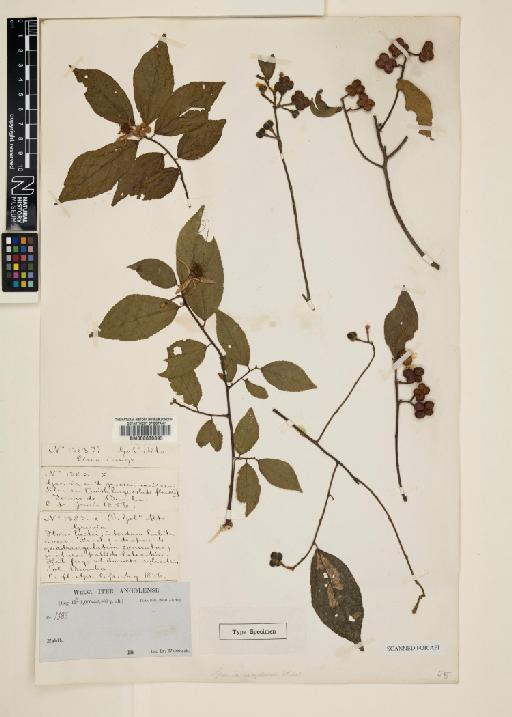Grewia angolensis - 000630893