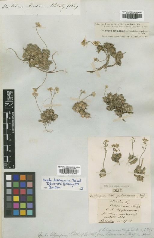 Draba bruniifolia subsp. heterocoma (Fenzl) Coode & Cullen - BM000946211