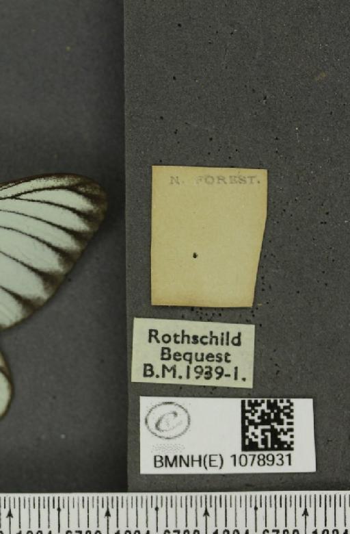 Aporia crataegi (Linnaeus, 1758) - BMNHE_1078931_label_69971