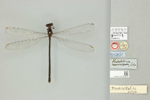 Podopteryx roseonotata Selys, 1871 - 013324337_dorsal